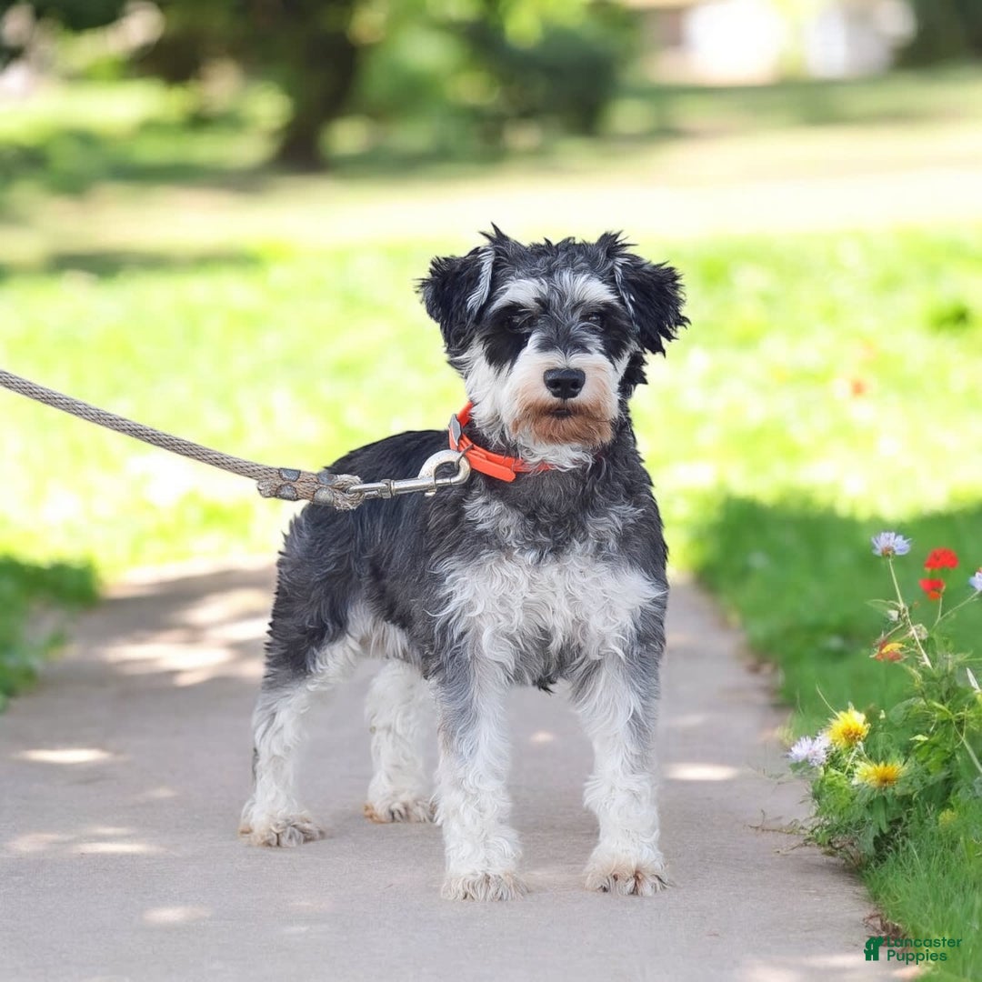 Miniature Schnauzer dogs for sale: Verna - Image 7