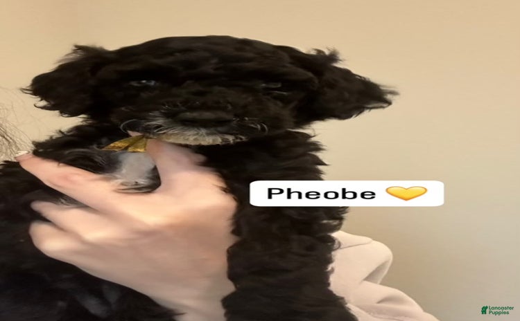 Standard Poodle dogs for sale - Ad 3