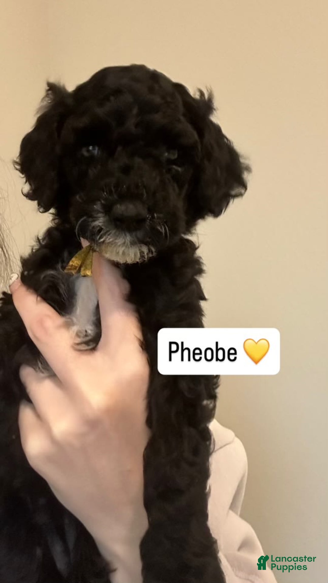 Standard Poodle dogs for sale: Phoebe - Image 1