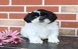 Shih Tzu dogs for sale: Daisy - Image 4