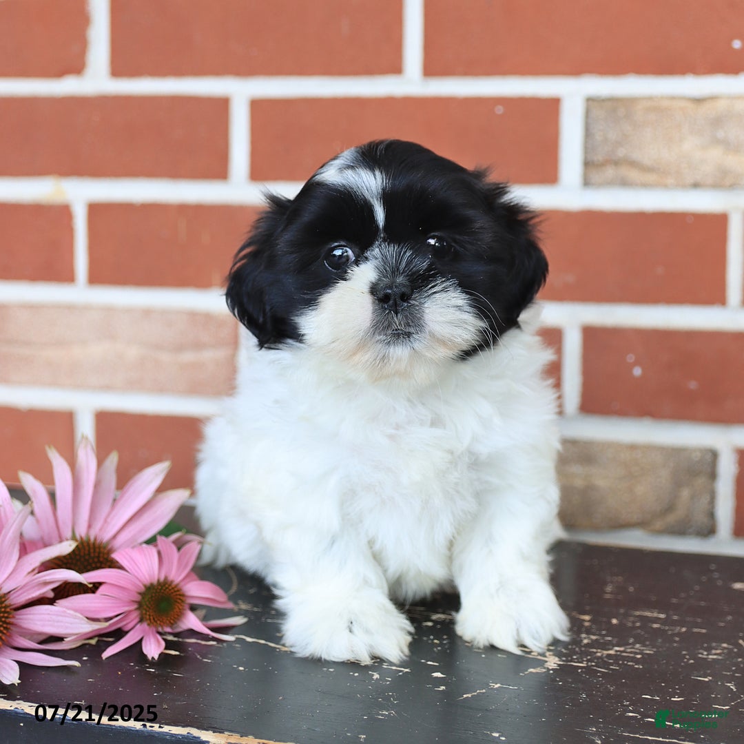 Shih Tzu dogs for sale: Daisy - Image 4