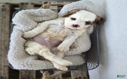 Cavapoo dogs for sale: Bruce - Image 17