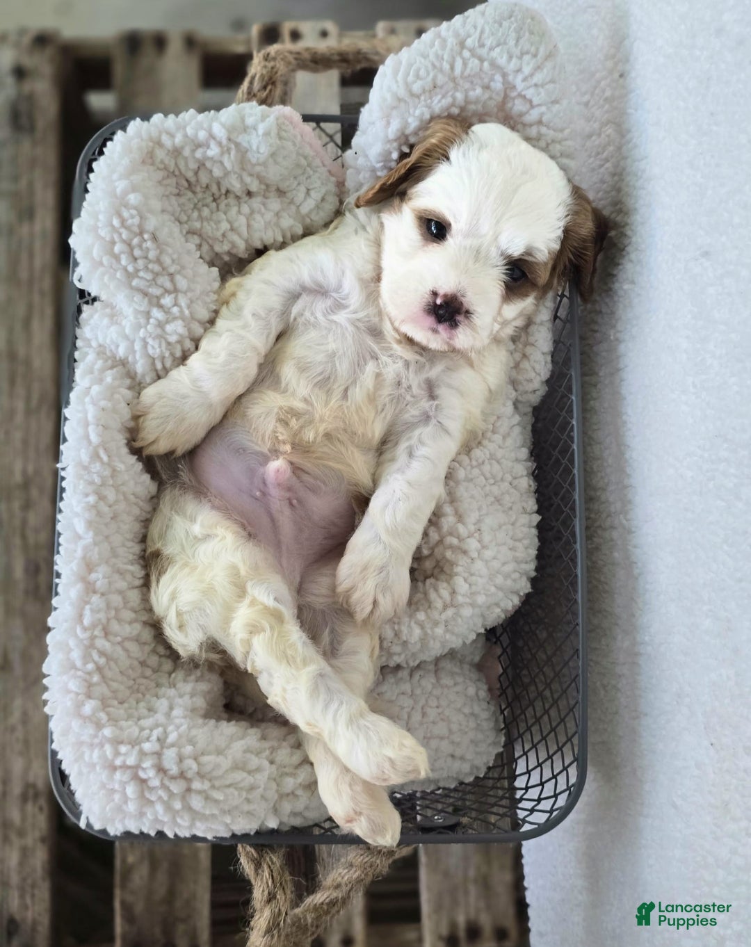Cavapoo dogs for sale: Bruce - Image 17