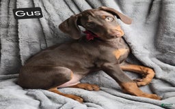 Doberman Pinscher dogs for sale: Gus - Image 2