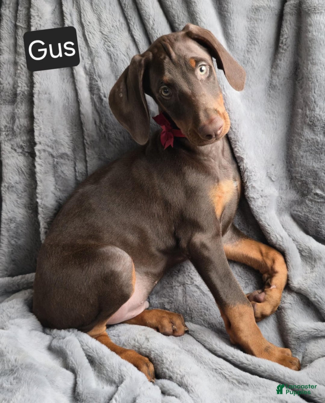 Doberman Pinscher dogs for sale: Gus - Image 2