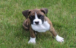 Boxer dogs for sale: Taylor - Image 8