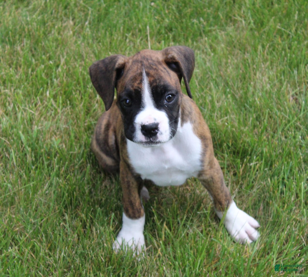 Boxer dogs for sale: Taylor - Image 8