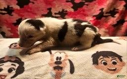 Border Collie dogs for sale: Ego - Image 11