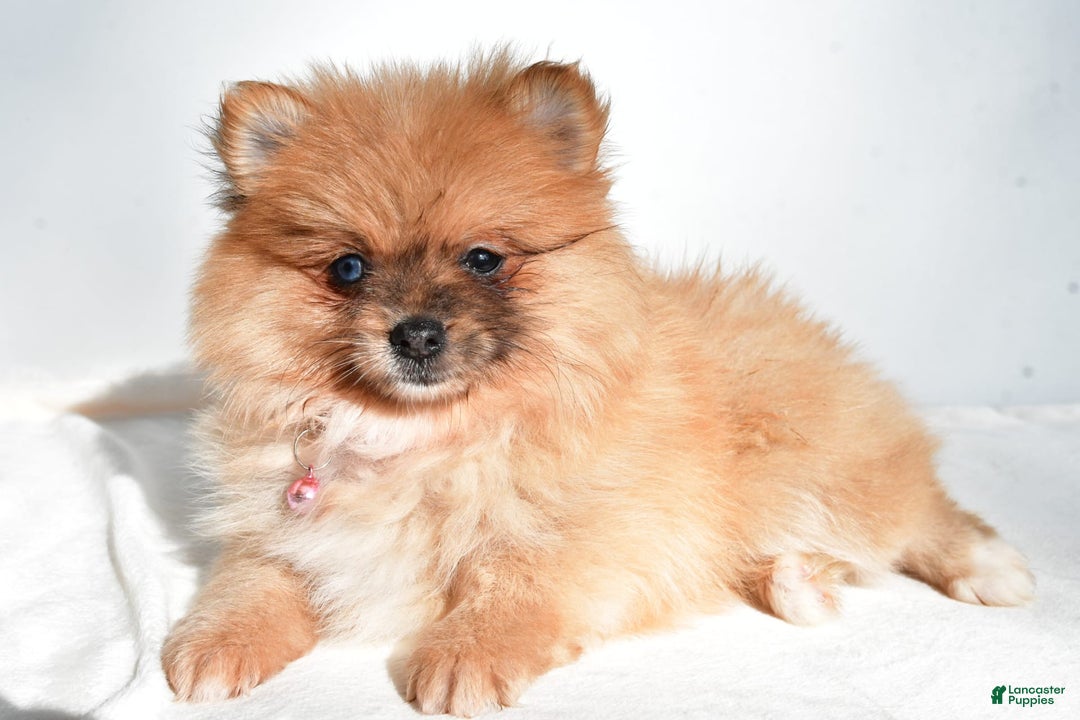 Pomeranian dogs for sale: Elisa - Image 1