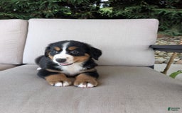 Bernese Mountain Dog dogs for sale: Leo - Image 1