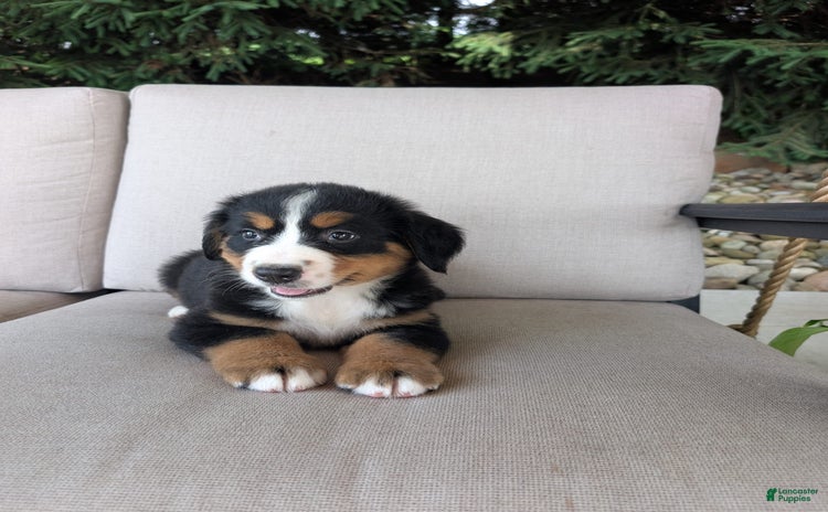 Bernese Mountain Dog dogs for sale - Ad 2