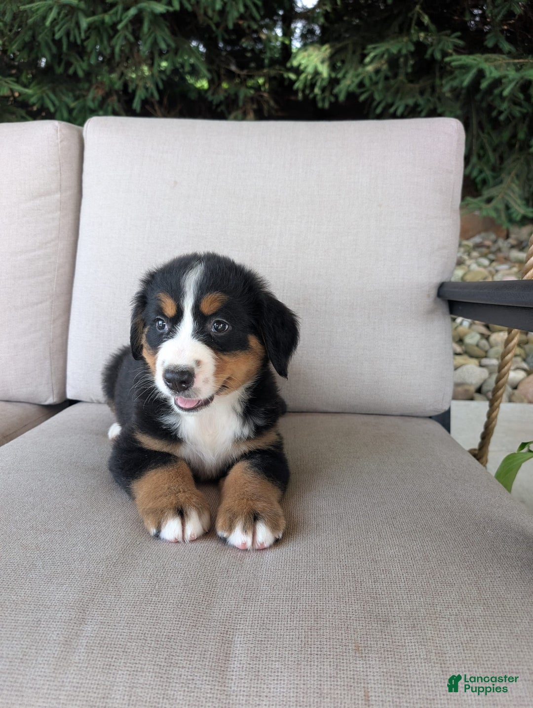 Bernese Mountain Dog dogs for sale: Leo - Image 1