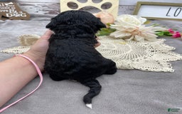 Portuguese Water Dog dogs for sale: Taylor - Image 6