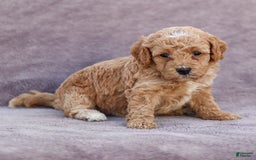 Goldendoodle dogs for sale: Olivia - Image 7