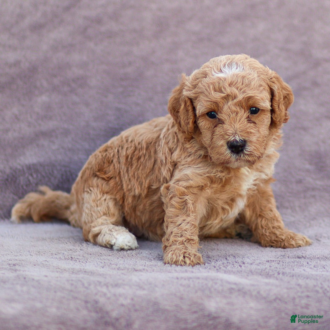 Goldendoodle dogs for sale: Olivia - Image 7