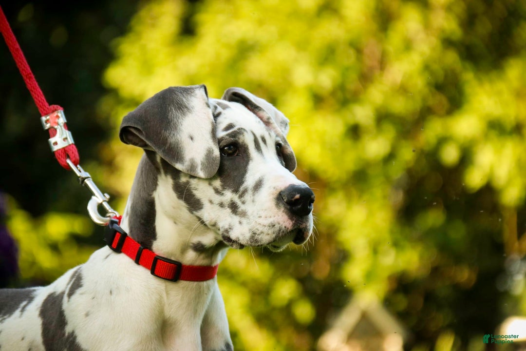 Great Dane dogs for sale: Electra - Image 19