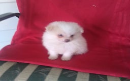Pomeranian dogs for sale: Sandy - Image 2