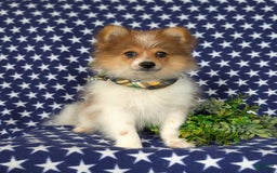 Pomeranian dogs for sale: Diesel Toy Size - Image 11