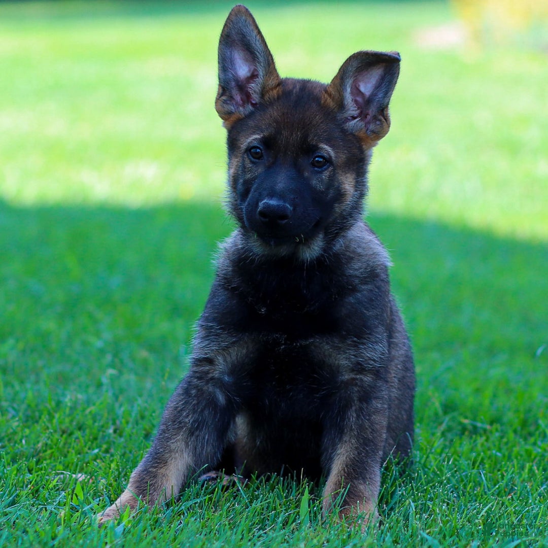German Shepherd dogs for sale: Rolf - Image 13