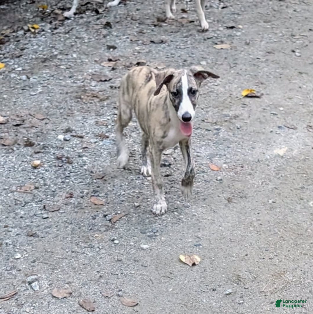 Whippet dogs for sale: Oscar - Image 13