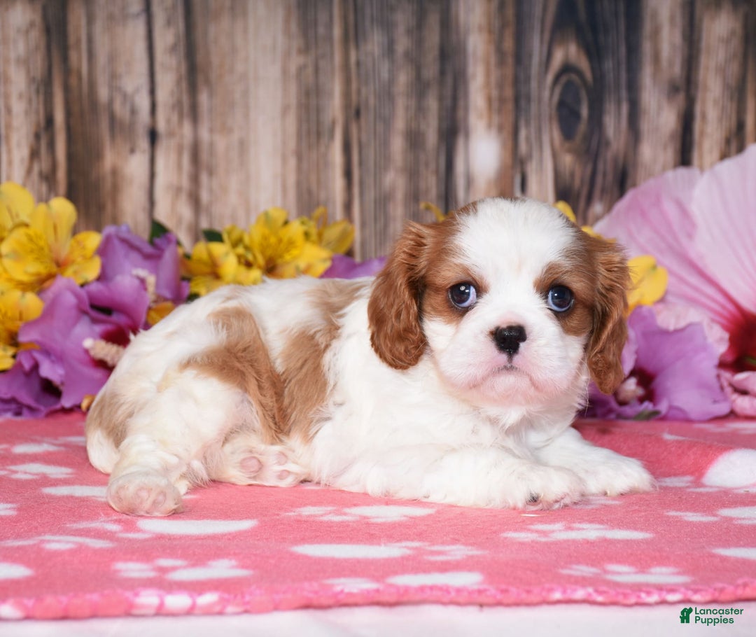 Cavalier King Charles Spaniel dogs for sale: Eclipse - Image 3