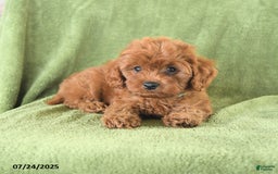 Cavapoo dogs for sale: Rascal - Image 1