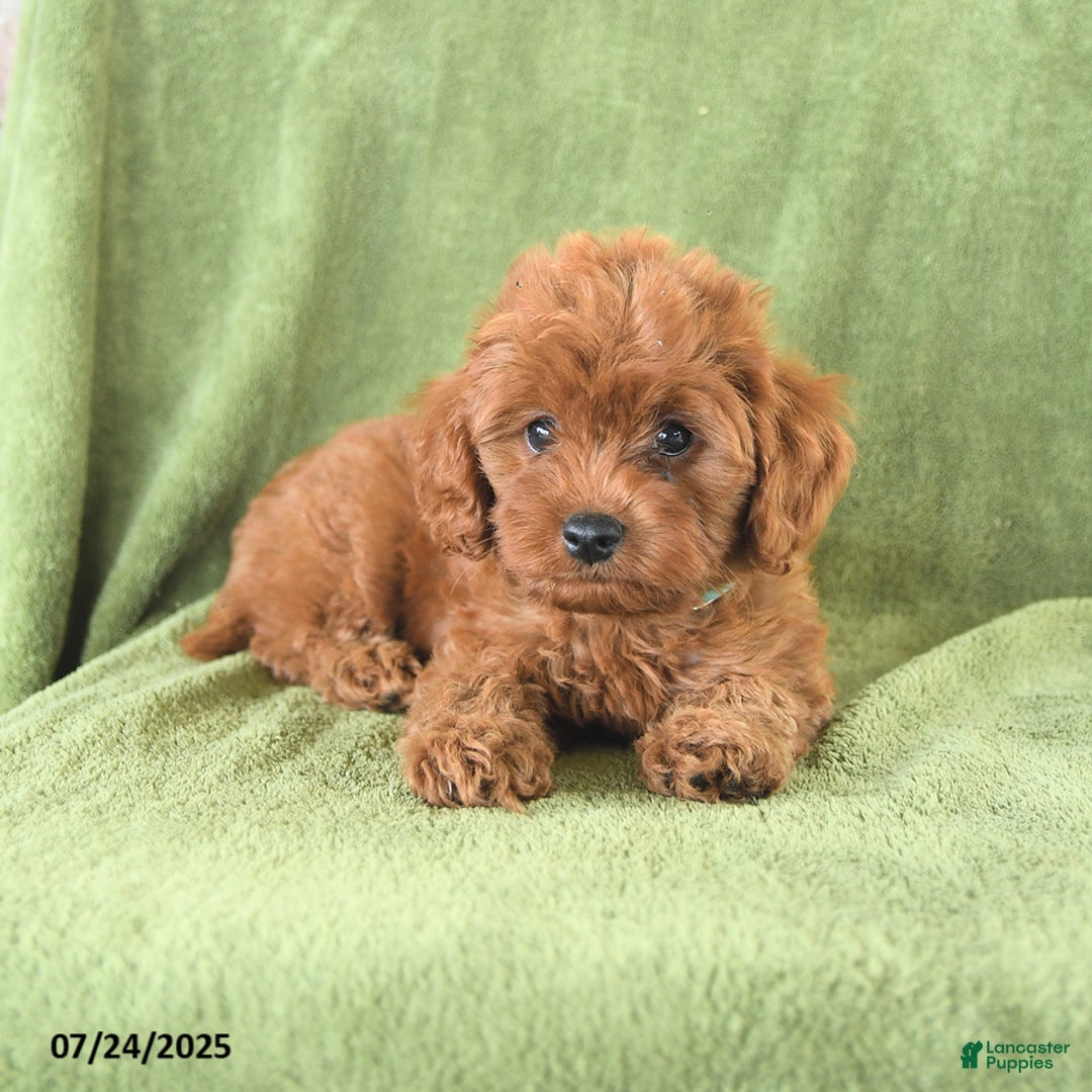 Cavapoo dogs for sale: Rascal - Image 1