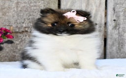 Pomeranian dogs for sale: Ivy - Image 1