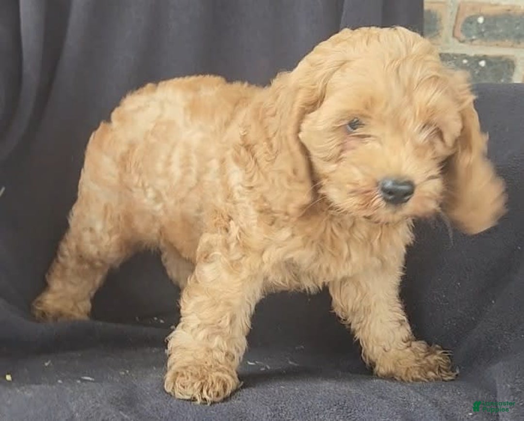Cockapoo dogs for sale: Ben - Image 6