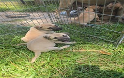 Presa Canario dogs for sale: Perro De Presa Canario - Image 8