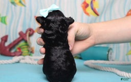 Mini Bernedoodle dogs for sale: Mini Bernedoodle 6 puppies - Image 23