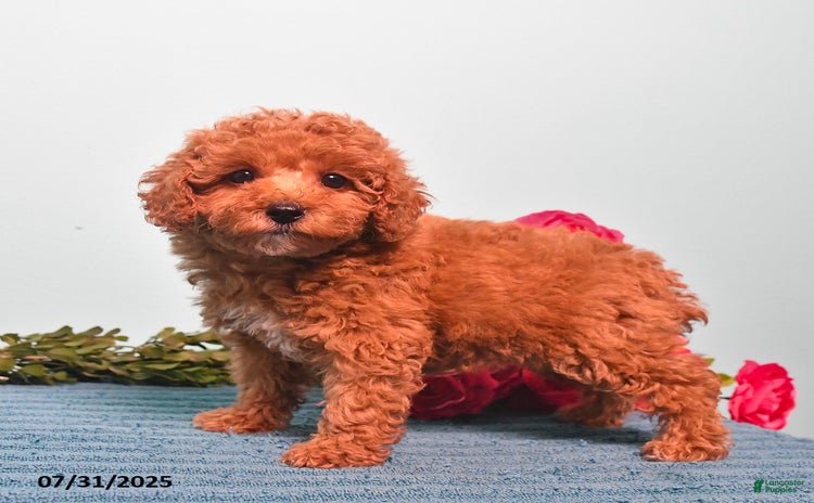 Miniature Poodle dogs for sale - Ad 5