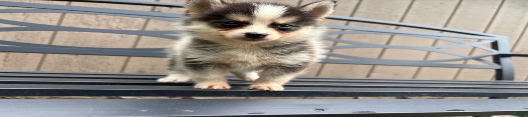 Tiny Guy