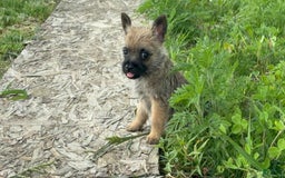 Cairn Terrier dogs for sale: Jayce - Image 5