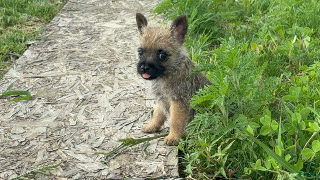 Cairn Terrier dogs for sale: Jayce - Image 5