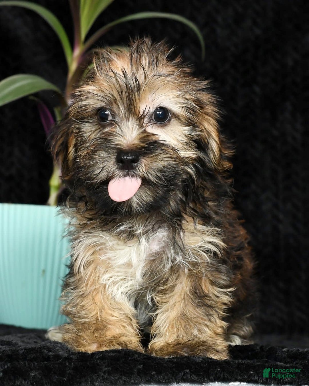 Shorkie dogs for sale: Hayden - Image 9