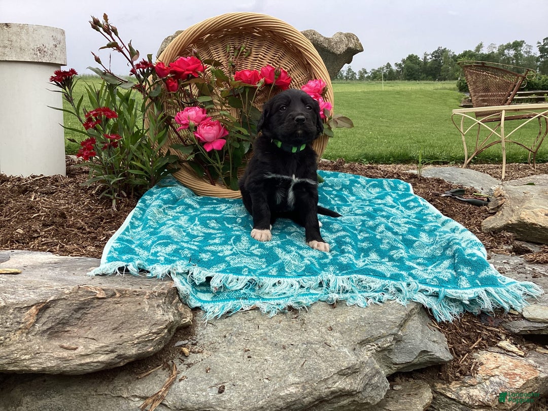 Labradoodle dogs for sale: Green Collar Girl Lil Pokey - Image 4