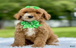 Goldendoodle dogs for sale: Dream - Image 4