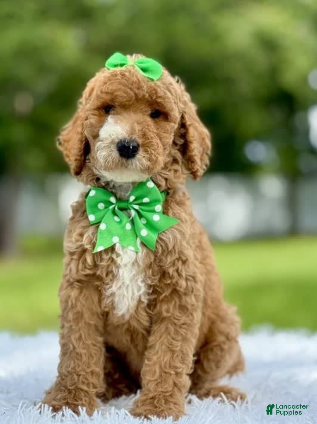 Goldendoodle dogs for sale: Dream - Image 4
