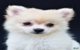 Pomeranian dogs for sale: Duke - Image 10
