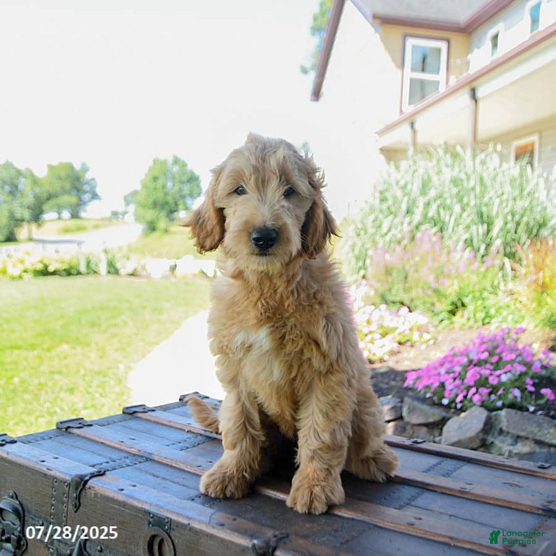 Goldendoodle dogs for sale: Patty - Image 7