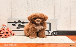Miniature Poodle dogs for sale: Ziggy - Image 3