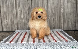 Mini Goldendoodle dogs for sale: Angie - Image 6