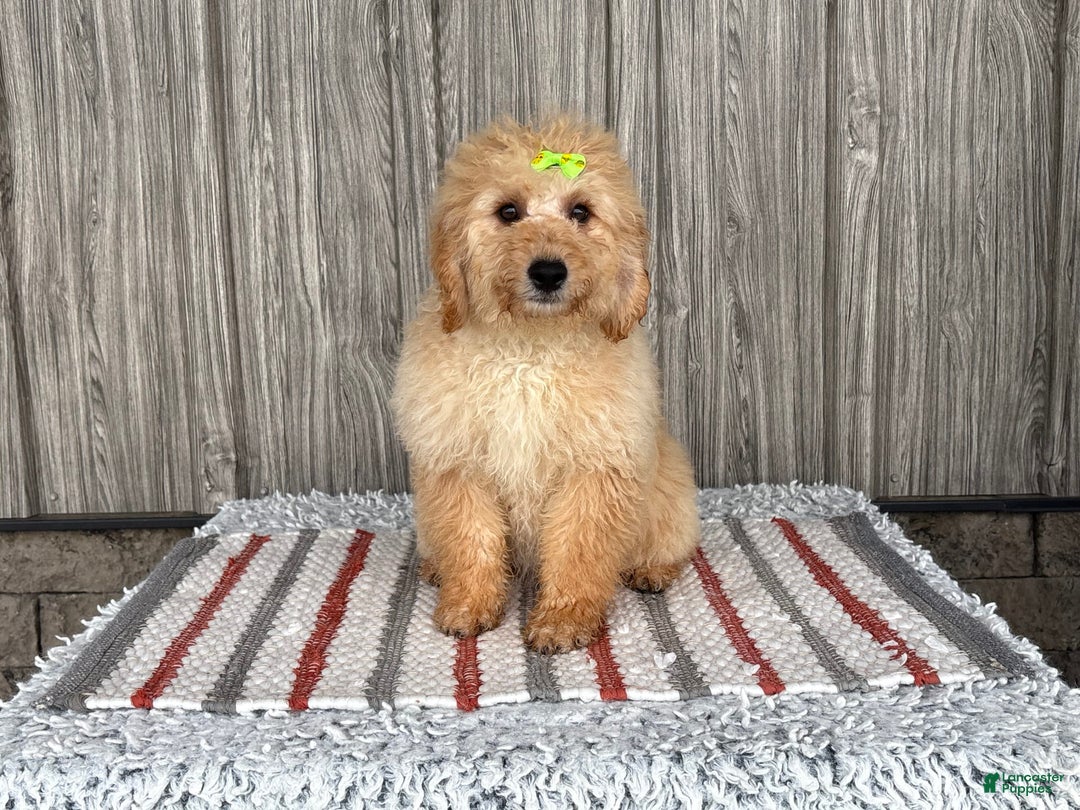Mini Goldendoodle dogs for sale: Angie - Image 6