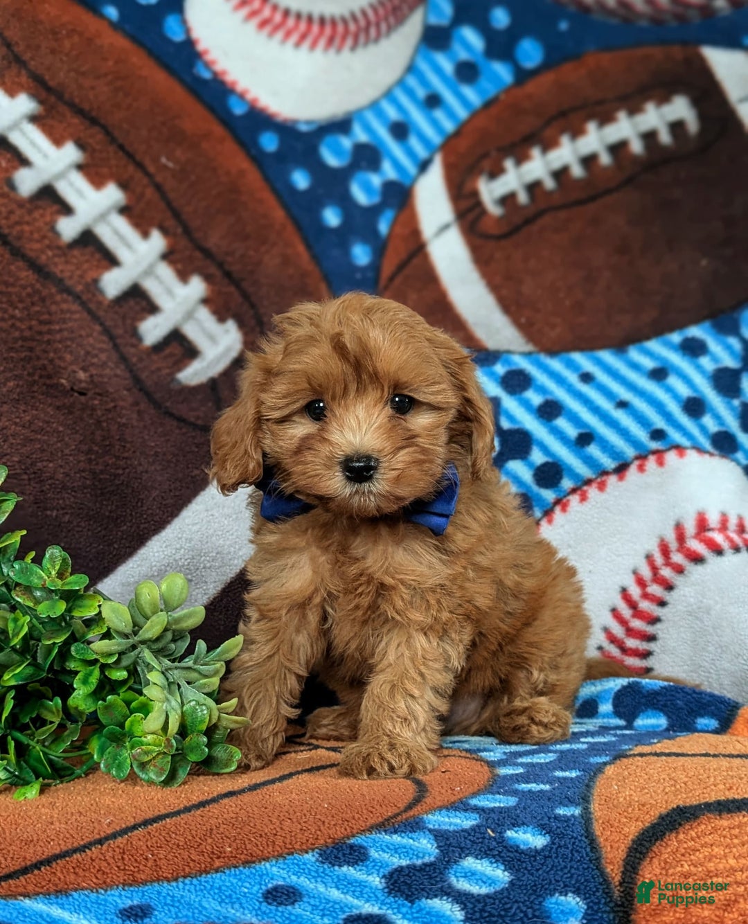 Cavapoo dogs for sale: Lewis Toy Size Hypoallergenic - Image 6