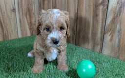 Cavapoo dogs for sale: Milly Boy 3 - Image 4