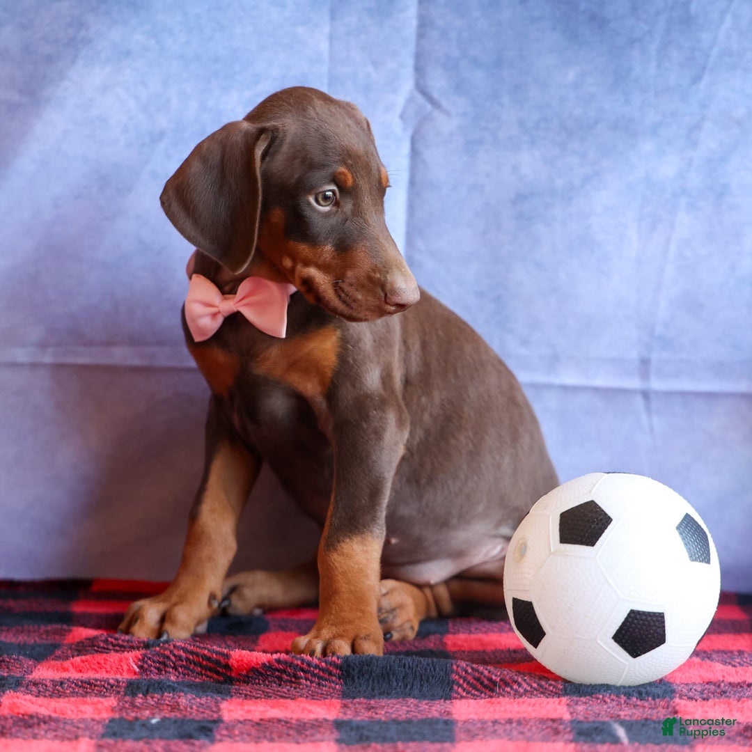 Doberman Pinscher dogs for sale: DIAMOND - Image 6