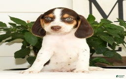 Beagle dogs for sale: Perry - Image 2