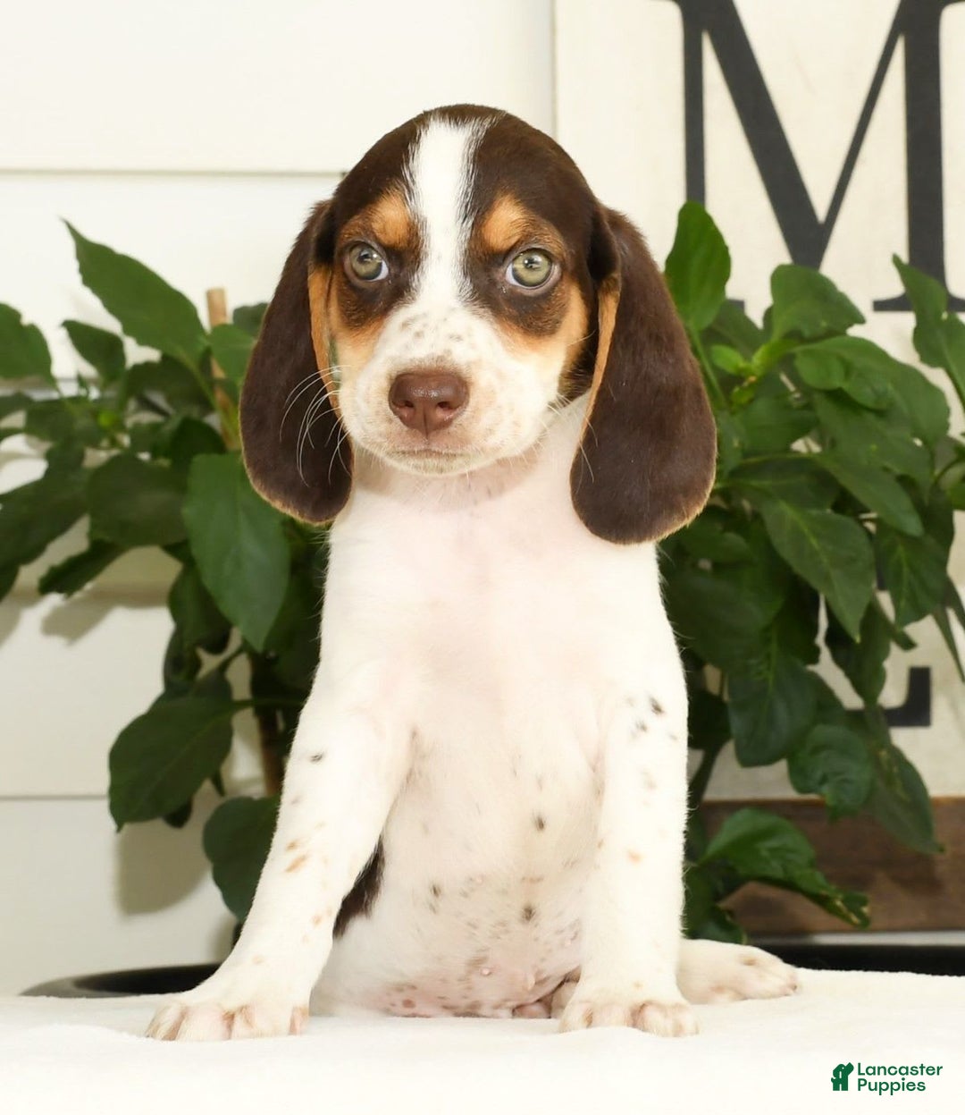Beagle dogs for sale: Perry - Image 2