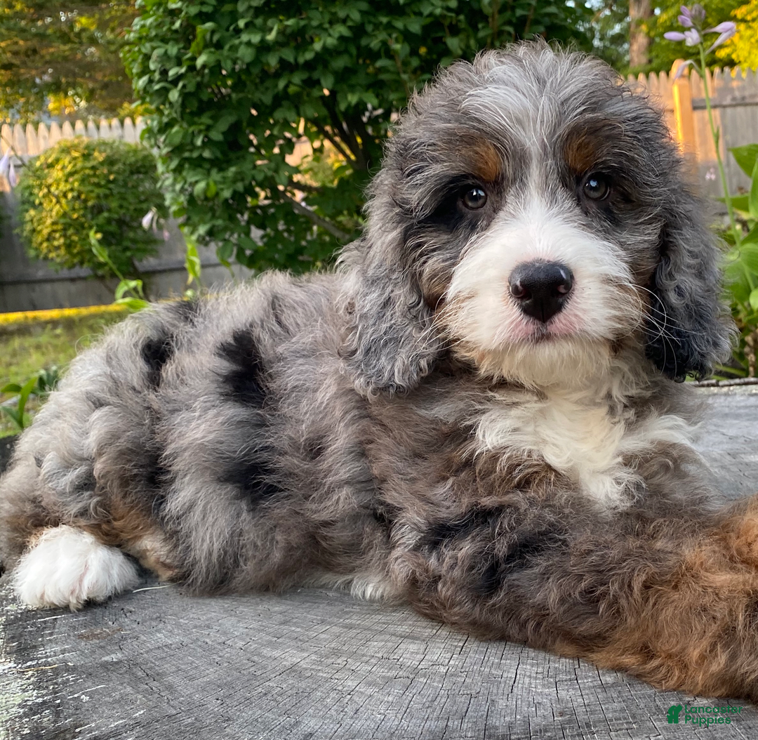 Mini Bernedoodle dogs for sale: 💙 Boston Ma 💙 Mini Bernedoodle - Image 12